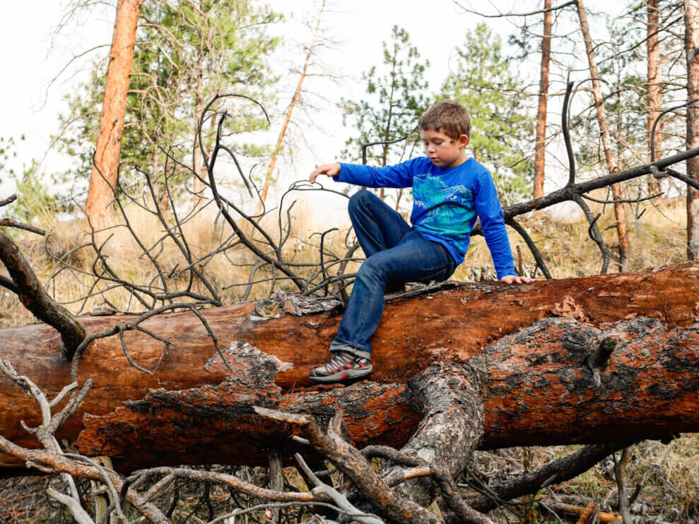 Boy climbs on a large fallen log in the forest