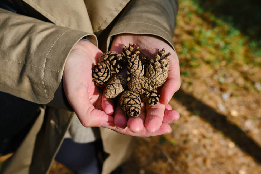 Close-up of a child's hands, holding several pinecones, on a sunny day.