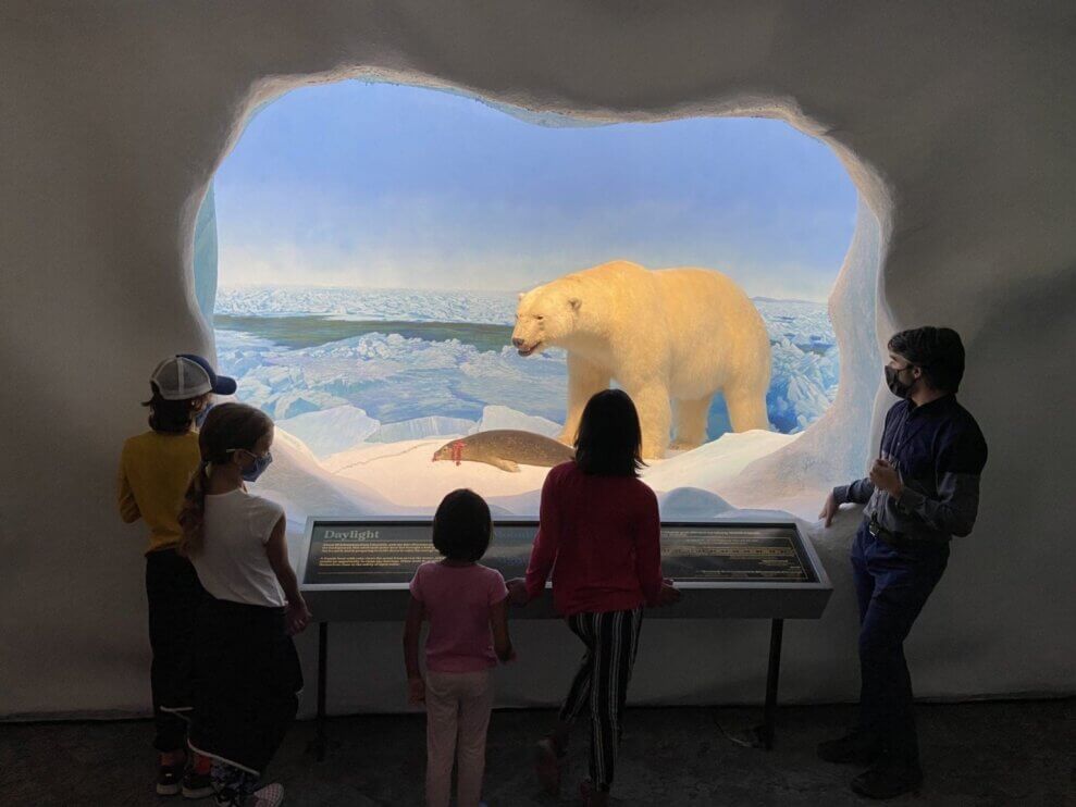 A group of kids stands in front of a polar bear exhibit at the Manitoba Museum. 