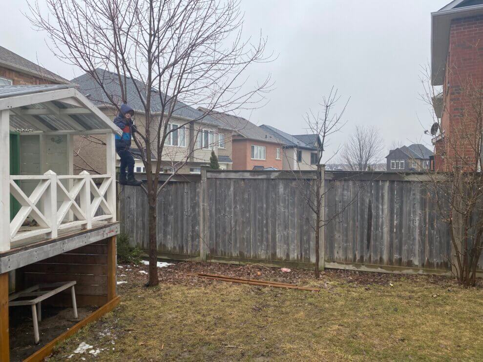 A little boy climbs a tree in his suburban backyard.