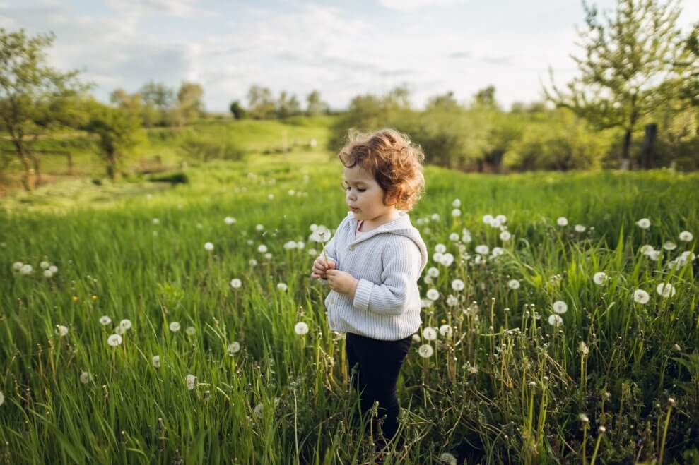 A toddler standing in a meadow picks dandelions. Dipping dandelions in water is one example of a fun STEM activity for kids.