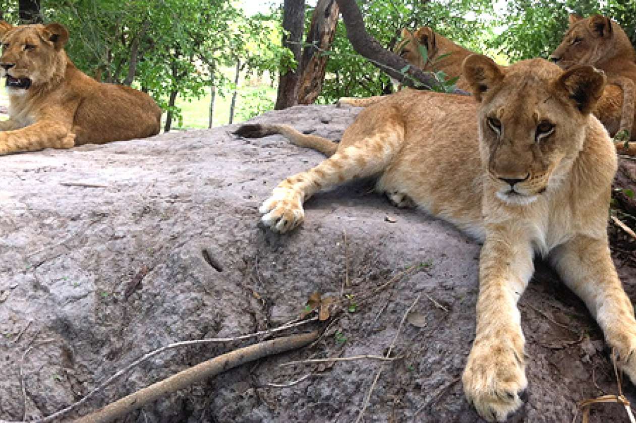 I was a mom to lion cubs in Africa