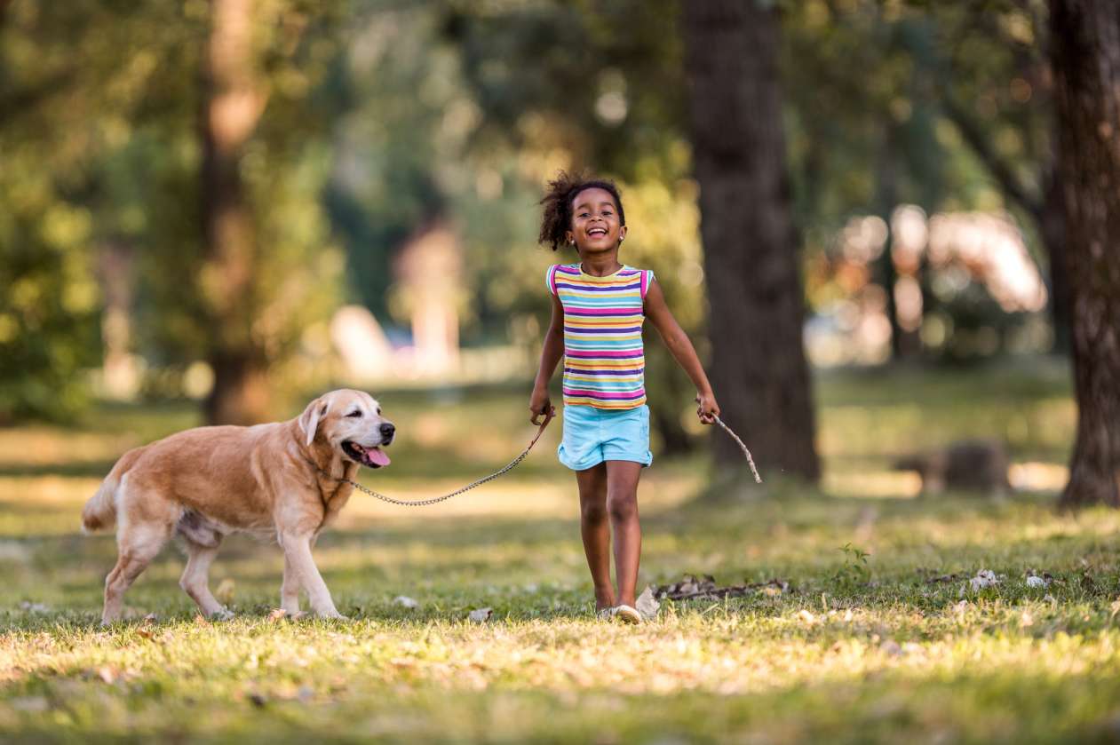 A smiling girl walks her golden retriever on a leash in a park.