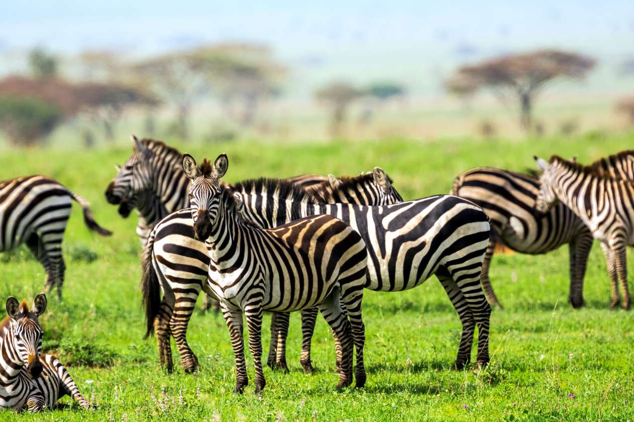 Mother and sitting baby Zebra Active for Life What nature can teach us about physical literacy