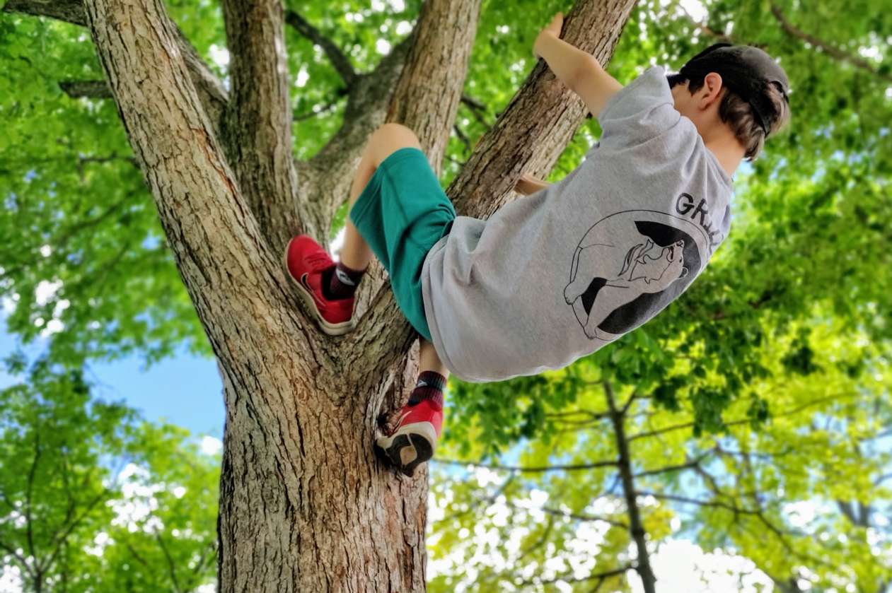 A boy climbs a tree