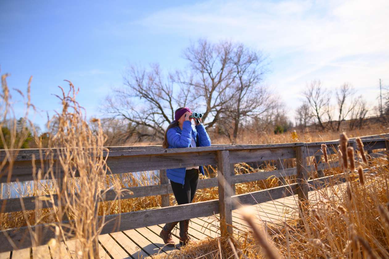 A woman in a blue jacket stands on a bridge in a wetland area and looks into the distance through binoculars.