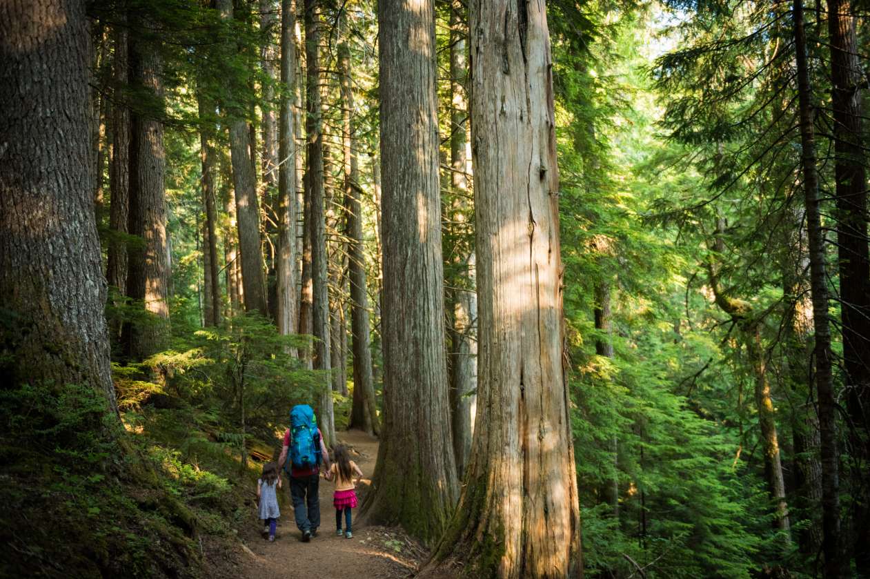A father wearing a big backpack walks with his two young daughters on a path through an old-growth forest.