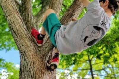 Le simple plaisir de grimper dans les arbres