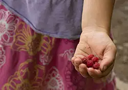 handful-of-berries